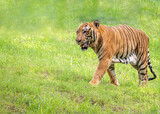 Tiger walking on a grass