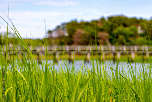 Grass growing in front of wood dock