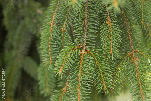 close-up a needles of fir tree