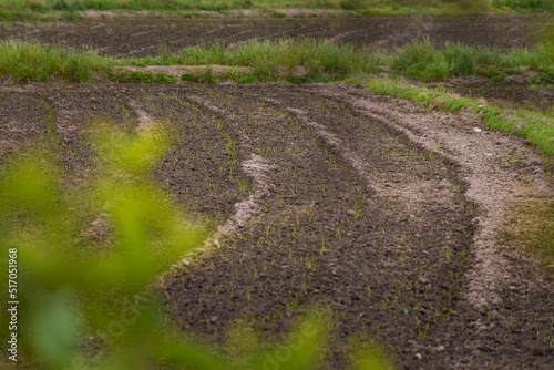 Rice planting.