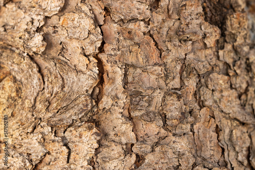 The texture of the natural tree bark in the forest. Tree bark background close-up. © ALEXSTUDIO