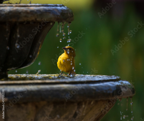 Orange bird bathing on a garden fountain. The hepatic tanager (Piranga flava) female. Happiness concept. photo