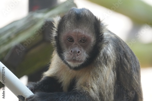 Golden bellied capuchin photo