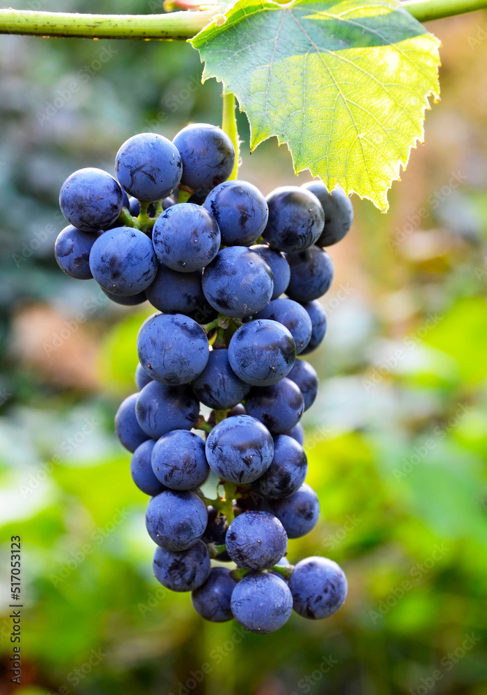 Blue vine grape in the vineyard on a blurred background.Cabernet grapes for making red wine in the harvesting.Selective focus.