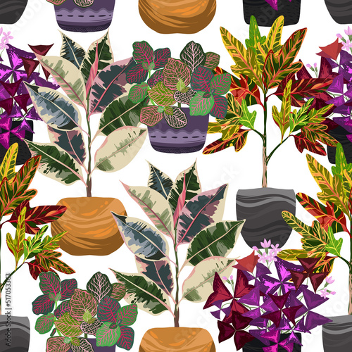 Houseplants. Botanical vector illustration pattern, background.Variegated plants, multi colored leaves. Codiaeum, Ficus tricolor, Fittonia, Oxalis