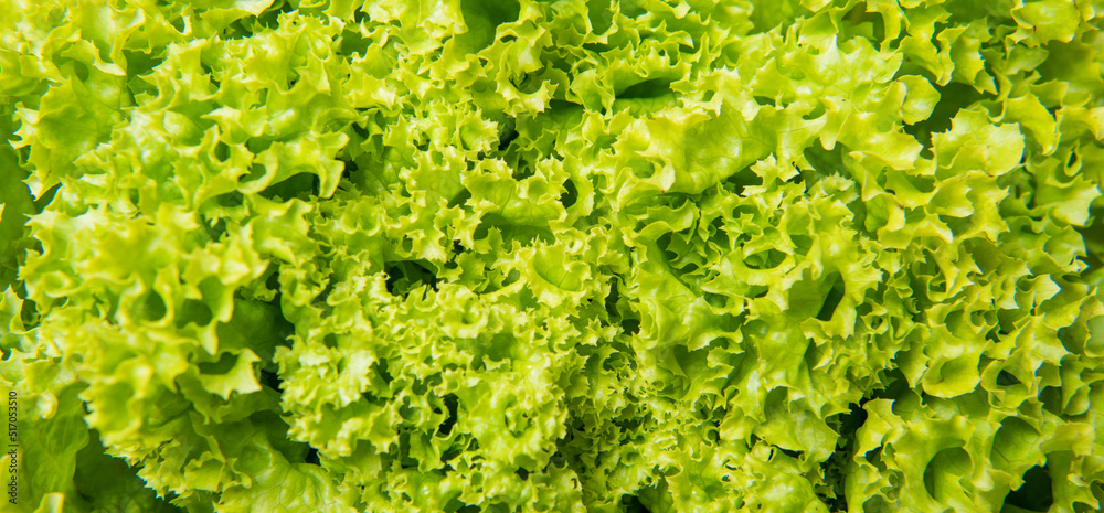 green background of healthy leafy lettuce vegetable - obrazy, fototapety, plakaty 