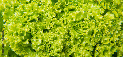 Fotografia green background of healthy leafy lettuce vegetable