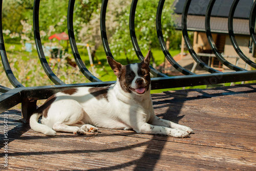 dog sitting on a bench