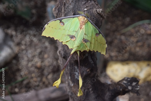 Falena Luna (Actias luna) - Luna moth