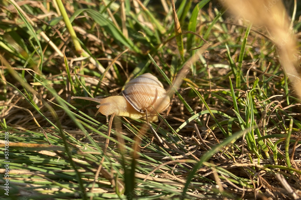 snail on the grass snail on the grass