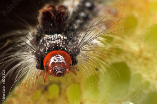 close-up of hairy caterpillar on leaf