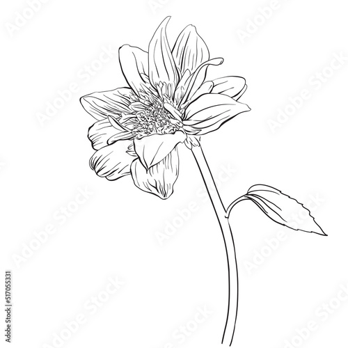Sunflower. Hand drawn monochrome illustration
