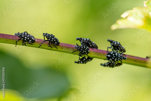 Canvas-taulu 3rd-instar stage (June-July) of spotted lanternfly (Lycorma delicatula) in Bucks