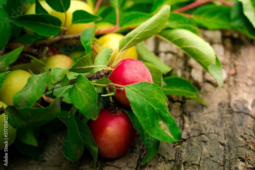 plum tree 