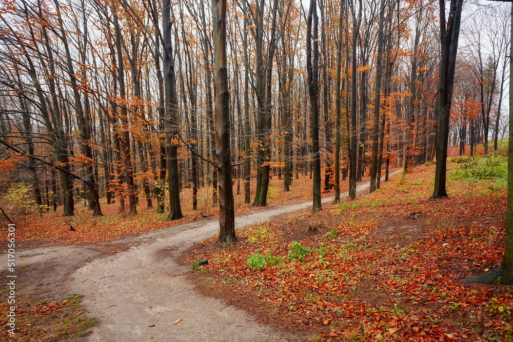 Obraz premium Beautiful autumn calm nature landscape.Sunny autumn scene with land covered by orange and red leaves in empty park.Concept of beauty of autumn nature.