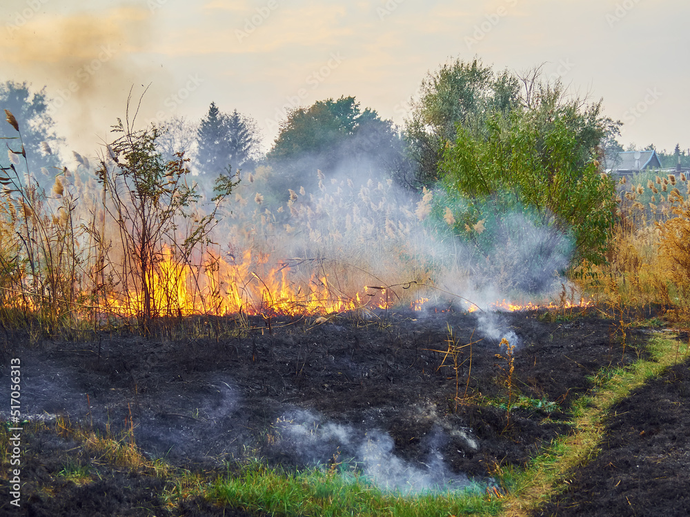 Burning old dry grass in garden. Flaming dry grass on a field. Forest fire. Fire in the Field. Burning old dry grass in garden. Flaming dry grass on a field. Forest fire. Fire in the Field.