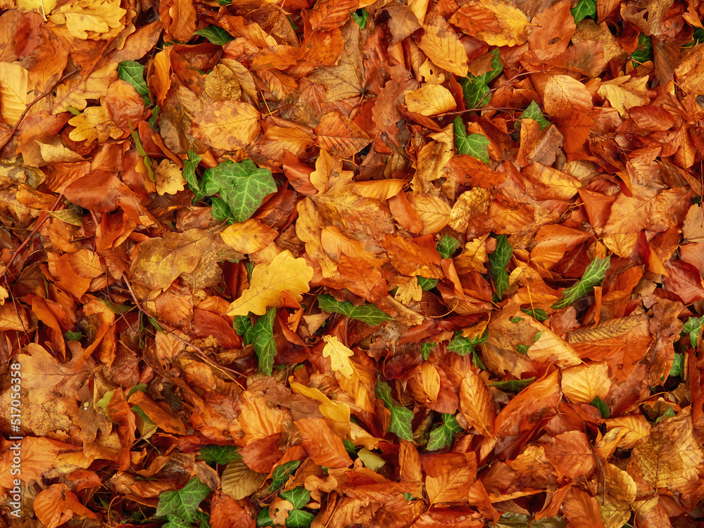 autumn park with red and yellow leaves fallen from tree autumn park with red and yellow leaves fallen from tree