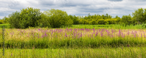 Panorama landscape with Purple loosestrife and trees in Amerongen Utrecht The Netherlands photo