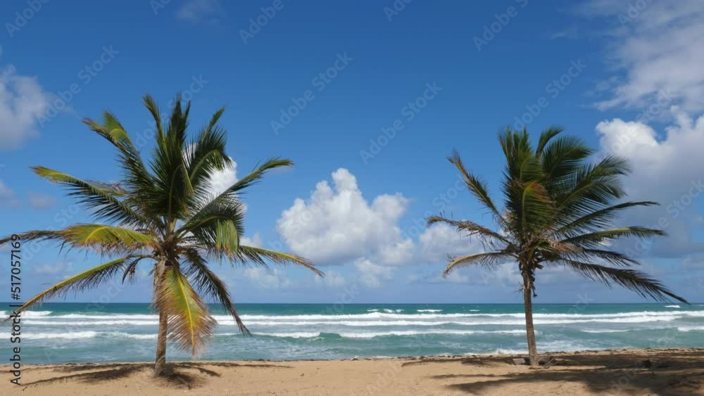 Coconut palm tree on tropical pristine and bounty sandy shore. Dominican Republic Coconut palm tree on tropical pristine and bounty sandy shore. Dominican Republic