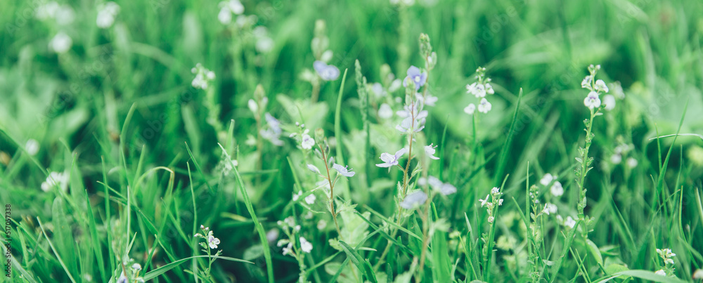 Green grass texture as background. Perspective view and selective focus. artistic abstract spring or summer background with fresh grass as banner or eco wallpaper. Leaves blur effect. Macro nature Green grass texture as background. Perspective view and selective focus. artistic abstract spring or summer background with fresh grass as banner or eco wallpaper. Leaves blur effect. Macro nature
