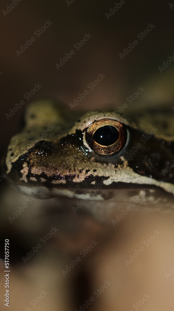 Obraz premium frog in the pond