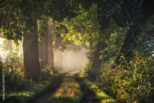 Fototapeta Naklejka Na Ścianę i Meble -  Old oak alley in the autumn fog