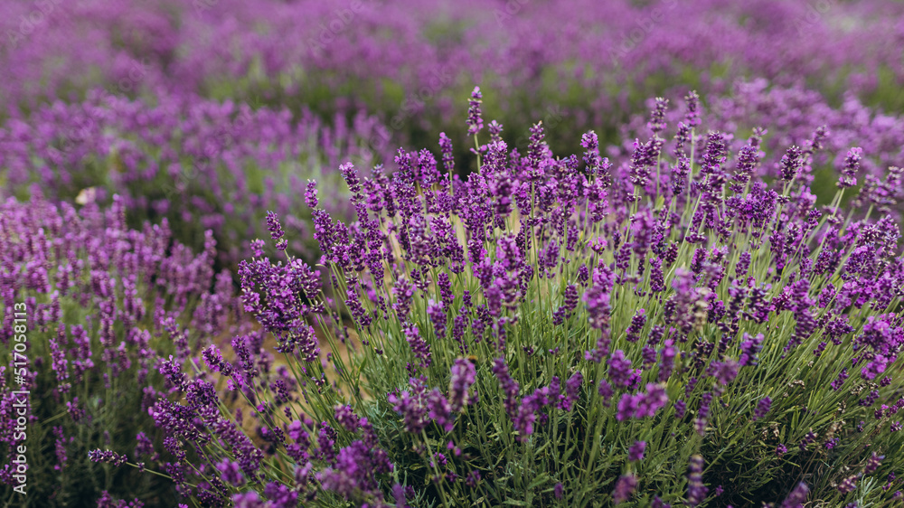 Lavender flowers field. Violet flowers banner. Template for business, covers, cosmetics packaging, interior decoration, phone case. Abstract nature background