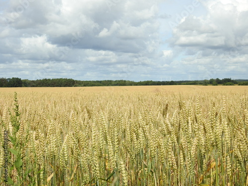 field of wheat