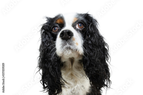 Fototapeta Portrait serious and attentive cavalier spaniel charles king looking