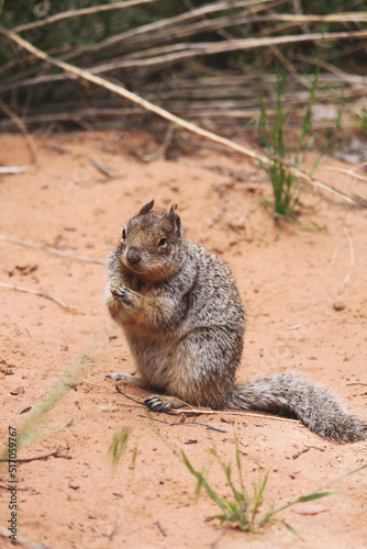 Noble and furry otospermophilus variegatus rock squirrel flaunts its bushy tail within a sandy meadow in Utah wilderness