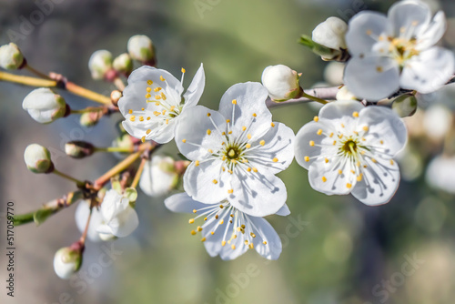 White flowers bloom on the trees. Spring landscape with cherry blossoms. Beautiful blooming garden on a sunny day.
