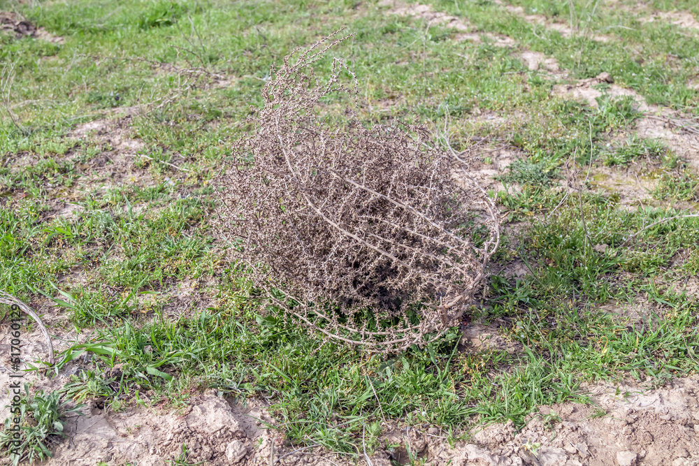 Dry tumbleweed grass in nature Dry tumbleweed grass in nature