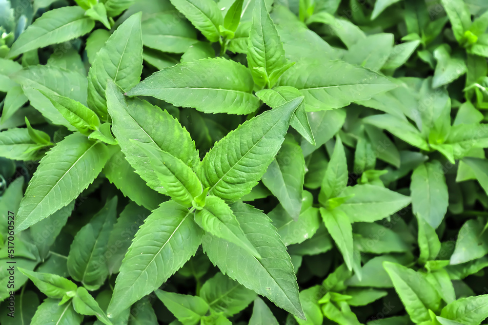 Fresh green leaves of bergamot plant in nature. Fresh green leaves of bergamot plant in nature.