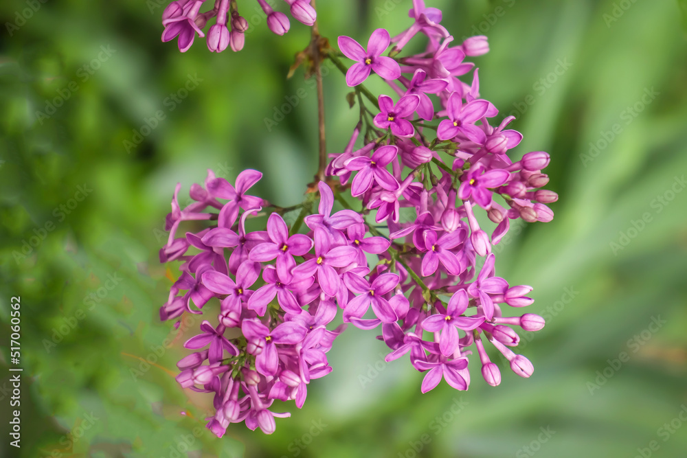 Bright lilac flowers in spring nature Bright lilac flowers in spring nature