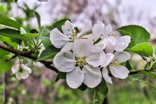 White flowers of apple tree in spring in nature.