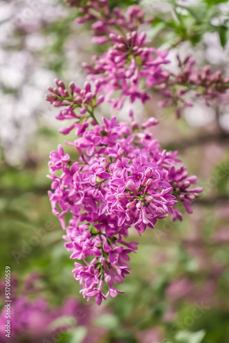Bright lilac flowers in spring nature © kvdkz