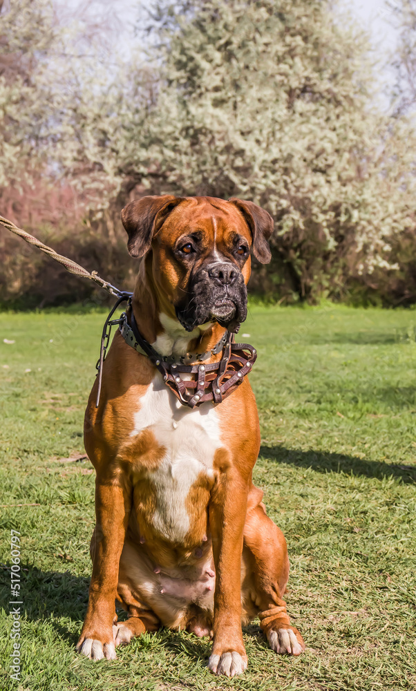 Dog breed boxer in nature on the grass