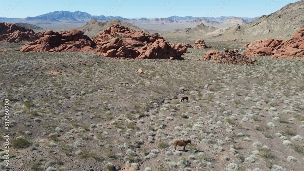 Wild Horses in Mountains Wild Horses in Mountains