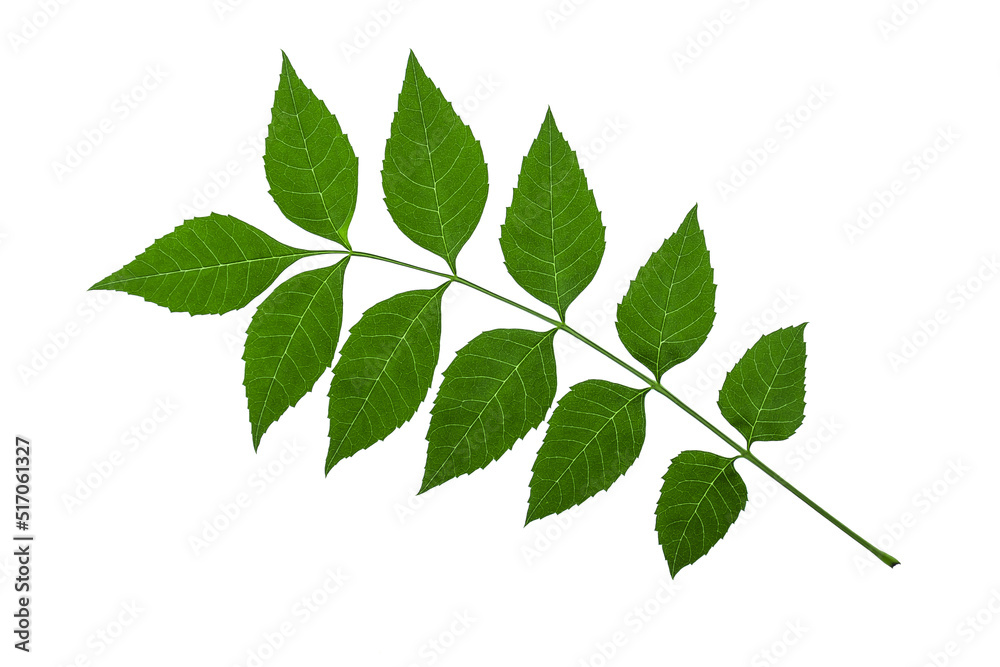 Fresh beautiful green tree leaf isolated on white background Fresh beautiful green tree leaf isolated on white background