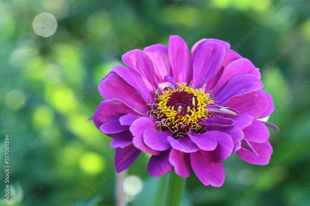 Obraz premium Zinnia elegans or Zinnia violacea known as youth-and-age, common zinnia or elegant zinnia, is an annual flowering plant in the family Asteraceae