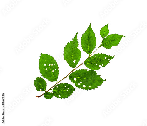 Green leaf of elm tree eaten by insects on white background