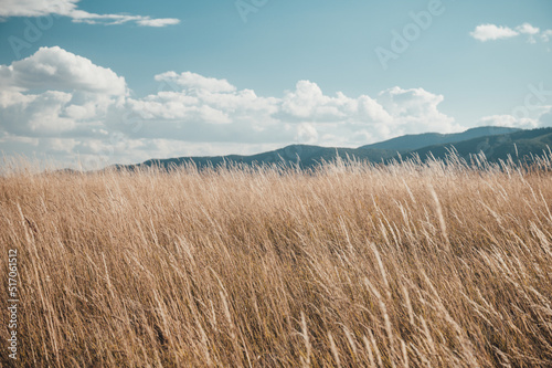 Majestic field in the sunlight. Dramatic and picturesque morning scene. Warm toning effect. Retro and vintage style  soft filter. Carpathians. Ukraine  Europe. Beauty world.