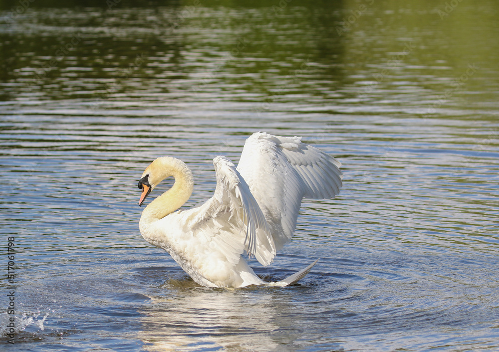 Fototapeta premium Mute Swan, United Kingdom