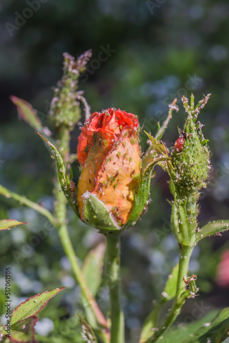 Aphids on rose flowers in nature photo