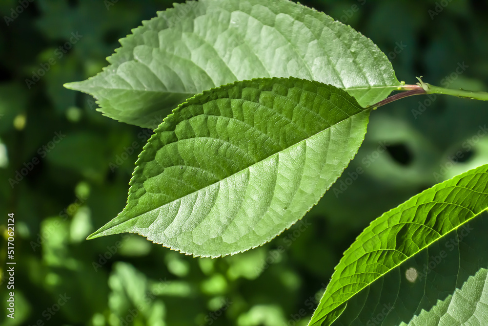 Fresh beautiful green leaves in nature close-up Fresh beautiful green leaves in nature close-up