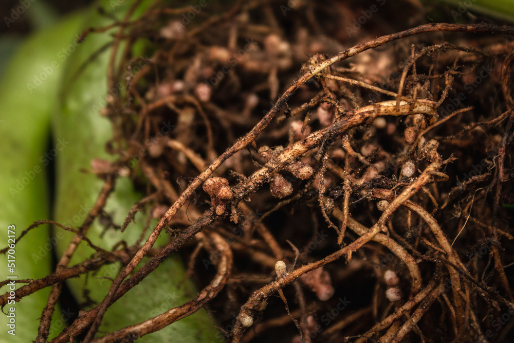 Broad bean roots with nitrogen nodules Broad bean roots with nitrogen nodules