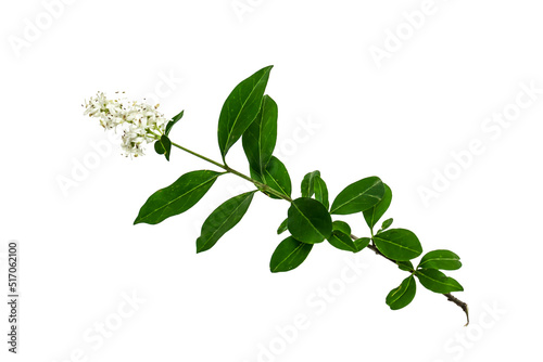 Green fresh ligustrum leaves with flowers on white background