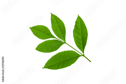 Green fresh leaves isolated on white background