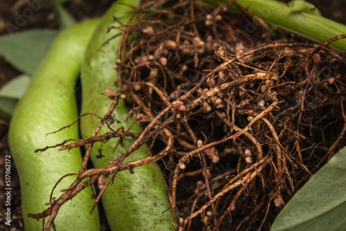 Broad bean roots with nitrogen nodules photo