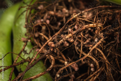 Broad bean roots with nitrogen nodules